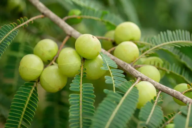 amla
